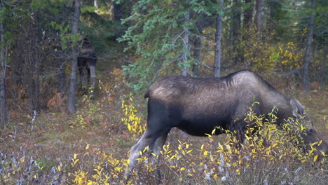 Moose-Female-Grazing-in-Wilderness-of-Jasper-National-Park,-Alberta,-Canada,-Close-Up,-Full-Frame,-60fps