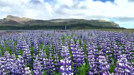 Balanceándose-Campos-De-Flores-De-Lupino-Con-Cascada-Seljalandsfoss-En-El-Fondo-En-El-Sur-De-Islandia