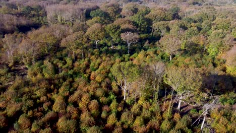 Herbstfarbene-Bäume-Und-Büsche,-Aufgenommen-In-4k-Per-Drohne