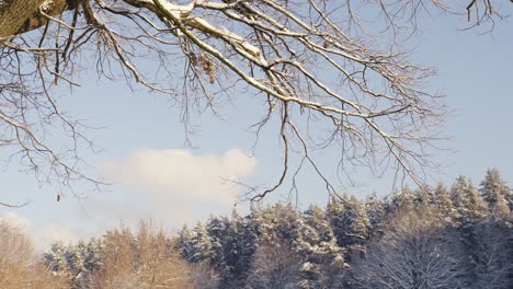Snowy-tree-branches-and-snow-covered-forest,-pan-right-view
