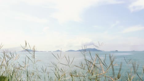 Panoramic-view-of-islands-off-the-coast-of-Panama-City-through-tall-grass-swaying-with-the-windy-breeze-during-a-bright-sunny-morning-with-clear-blue-skies