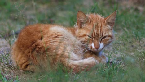 Snoozing-wild-attentive-orange-young-female-cat-patiently-snoozing-in-garden-vegetation-with-ears-moving-to-listen-to-every-sound,-looking-straight-into-the-camera