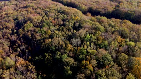 Drone-footage-of-trees-in-autumn-colours-in-England-dolly-forward