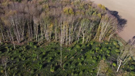 Una-Línea-De-árboles-Que-Muestra-La-Deforestación-En-4k-Por-Un-Carro-De-Drones-A-La-Izquierda