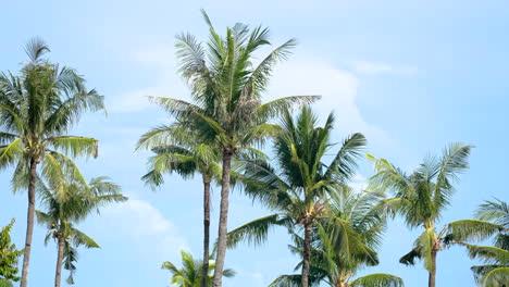 Group-of-coconut-palm-trees-blow-gently-in-breeze-against-tropical-blue-sky