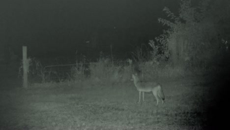 Coyote-caught-on-game-camera-near-a-barb-wire-fence-on-a-farm-in-the-Midwest