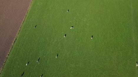 Aerial-drone-bird-eyes-view-of-the-cows-at-the-farm-field-in-the-Netherlands,-Europe