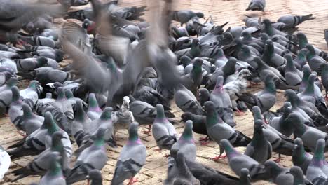 A-flock-of-pigeons-feeding-on-the-grain-given-to-them-at-the-Boudhanath-Stupa