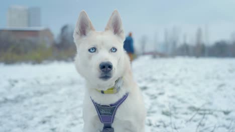 people-walking-past-the-dog-in-the-husky-snow-Siberia