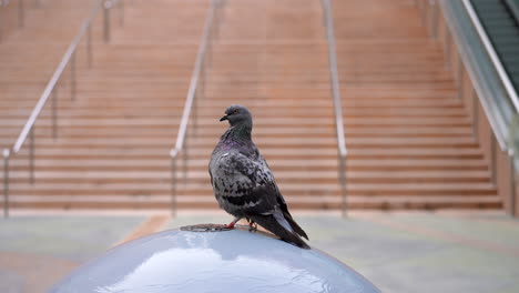 Common-Rock-Pigeon-perched-on-a-water-fountain-of-a-large-ball-or-sphere-in-slow-motion