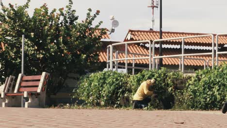 A-public-worker-responsible-for-the-upkeep-of-the-gardens-of-the-Amador-Causeway-boulevard,-hard-at-work-fixing-a-fence-of-an-overgrown-hedge,-Panama-City