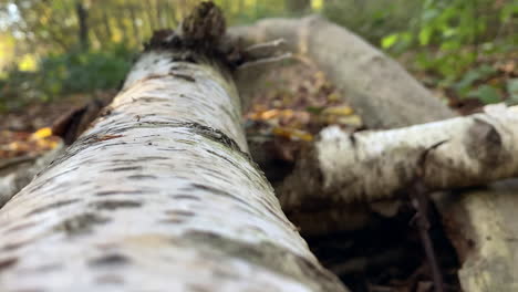 Close-up-camera,-rotating-around-a-detailed,-fallen-tree-trunk-in-the-before-the-winter