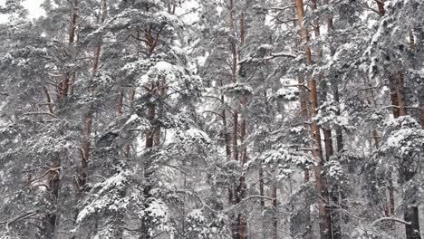 Pine-trees-covered-in-snow-on-overcast-winter-day,-nature-background-tilt-up-view