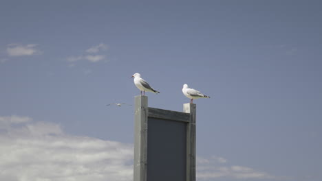 Two-Seagulls-perched-on-wooden-sign-post-on-sunny-day,-Red-billed-gull