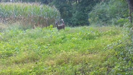 Whitetail-doe-deer-cautiously-walking-thru-a-plot-of-wild-radishes-near-a-cornfield