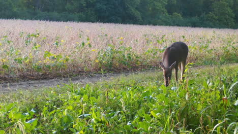 Whitetail-Deer-eating-from-a-food-plot-near-a-soybean-field-in-early-autumn-in-rural-Illinois