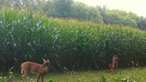 Two-Whitetail-deer,-fawn-and-doe,-cautiously-munching-on-grass-near-a-cornfield-in-the-upper-Midwest-in-the-early-Autumn
