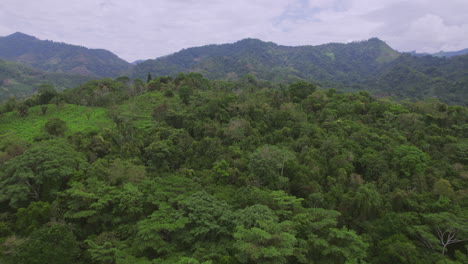 Drone-shot-of-dense-forest.-jungle-stock-videos