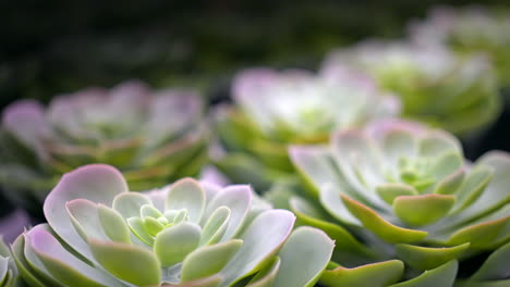 The-natural-beauty-of-Echeveria-Subalpina-succulents-in-small-pots---pull-back-macro-view