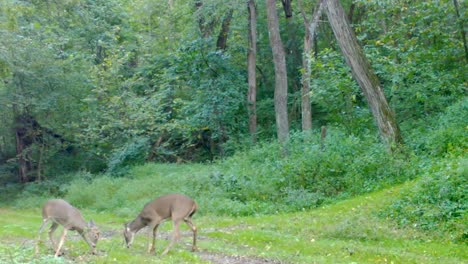 Two-young-buck-whitetails-play-fighting-on-a-groomed-trail-and-clearing-the-woods-of-the-upper-Midwest-in-the-late-summer