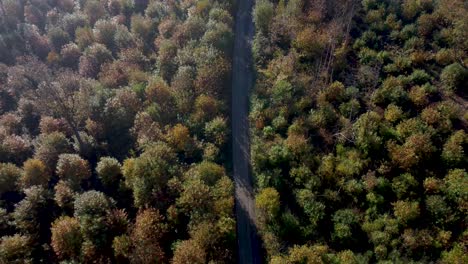 Landstraße-Zwischen-Bäumen-Mit-Herbstfarben-Per-Drohne
