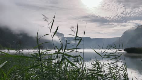 Grüne-Blätter-Schließen-Sich-Morgens-Vor-Einem-Ruhigen-Und-Meditativen-See-Mit-Nebel