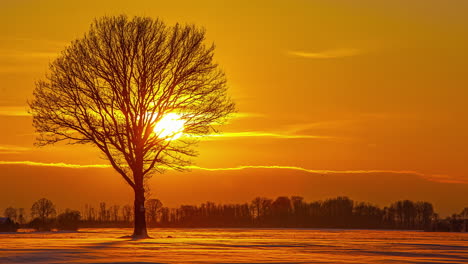 Majestic-Yellow-Sunset-Setting-Behind-Silhouette-Of-Tree-With-Orange-Sky-Background-On-Winter-Landscape