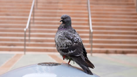 Close-up-of-a-common-rock-pigeon-perched-on-a-water-fountain-in-the-city---joined-by-a-reddish-pigeon