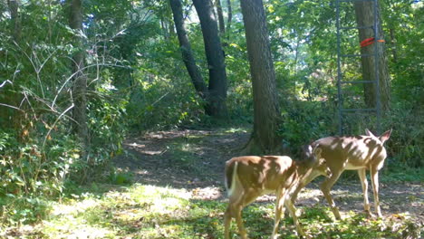 Female-Whitetail-Deer-with-her-yearling-walking-across-a-clearing-in-the-woods-in-early-autumn-in-central-Illinois