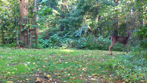 Female-Whitetail-walking-across-a-clearing-the-the-woods-with-the-occasional-nibble-of-grass-in-early-autumn-in-central-Illinois