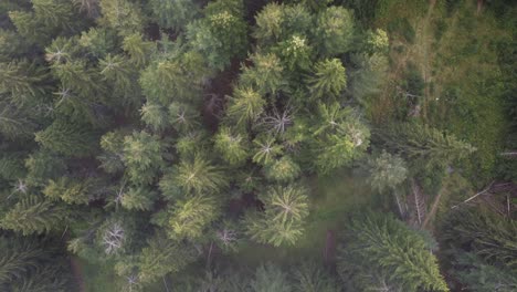 Aerial-View-of-Evergreen-Forest-Under-Light-Snowfall