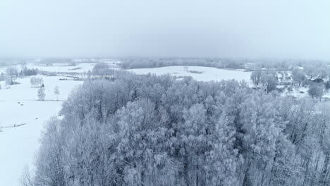 Luftaufgang-über-Schneebedeckten-Fichten-Und-Kiefern-Mit-Blick-Auf-Die-Winterweiß-Bedeckte-Landschaft
