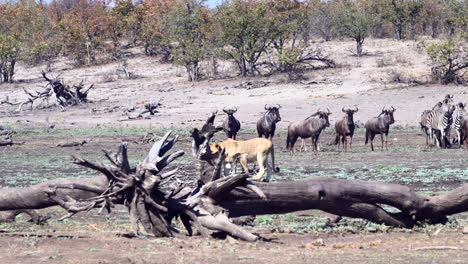 African-Lion-walking-on-a-dead-tree,-herd-of-Wildebeests-and-Zebras-running-away