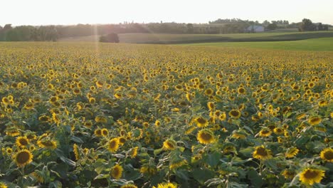 Aerial-dolly-forward-above-sunflower-field-into-sunset,-sunrise