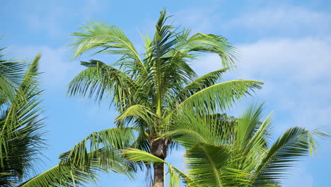 Lush-Green-Coconut-Palm-Tree-Fronds-Blowing-in-Coastal-Breeze-Against-Sky