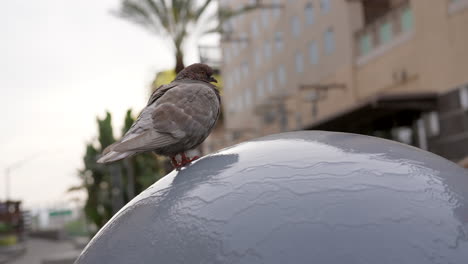 Low-angle-view-of-a-common-rock-pigeon-perched-on-a-water-feature-in-the-city---slow-motion