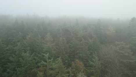 Foggy-Clouds-Engulfing-Pine-Forest-During-Early-Morning-In-Ireland