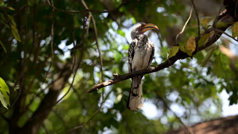 Two-Southern-Yellow-billed-Hornbill-perched-on-tree-stump,-preening-feathers