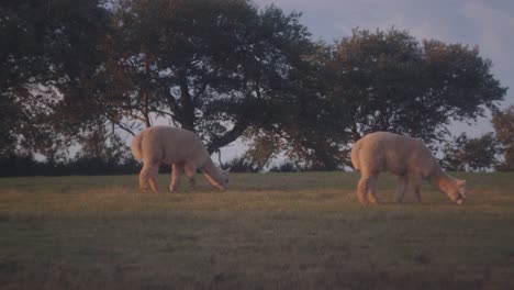 Slow-motion-footage-of-cute-alpacas-grazing-grass-on-a-field-in-the-countryside-at-sunset