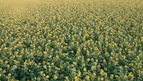 Aerial-of-sunflower-field-facing-away-from-camera