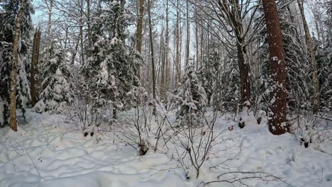 POV-of-a-person-wandering-around-in-the-thick-snowy-forest