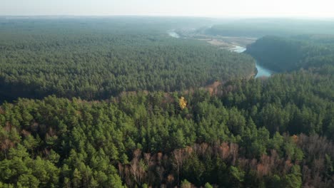 AERIAL:-Revealing-Majestic-Pine-Forest-and-River-Neris-on-a-Sunny-Autumn-Day
