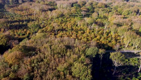 Autumn-coloured-trees-and-bushes-in-4K-by-drone-dolly-forward