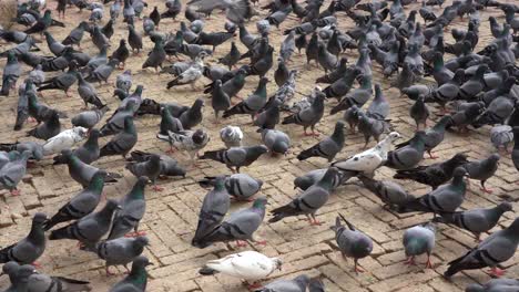 A-flock-of-pigeons-feeding-on-the-grain-given-to-them-at-the-Boudhanath-Stupa