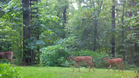 Whitetail-doe-deer-with-her-yearlings-cautiously-walking-through-a-clearing-in-the-woods-of-upper-Midwest-in-the-early-Autumn