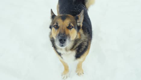 Entzückender-Hund,-Der-Auf-Weißem-Schnee-Steht,-Von-Oben-Nach-Unten
