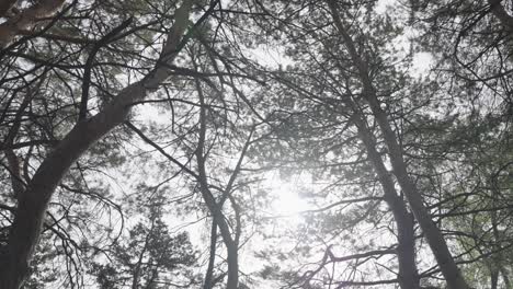 Verträumter,-Filmischer-Blick-In-Den-Himmel,-Aus-Einem-Winterlichen-Und-ätherischen-Waldgebiet