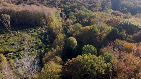 Herbstfarbene-Bäume-Mit-Naturlehrpfad-In-4k-Per-Drohne-Dolly-Vorwärts