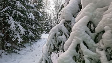 Close-up-of-pine-trees-branches-covered-in-thick-snow-in-the-middle-of-forest
