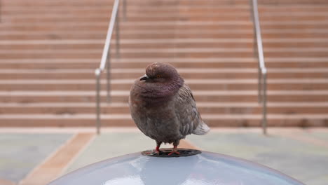 A-ruddy-reddish-common-rock-pigeon-perched-on-a-water-fountain-in-the-city